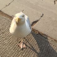 Seagull Ink