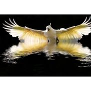 Freelance AR and Collections, Data Entry, Email Handling