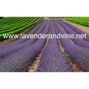 Lavender and Vine