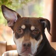 Barkly Heights Pet Spa