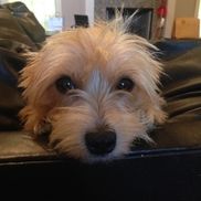 Madison Quality Pet Care, LLC