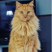 Always There Animal Care