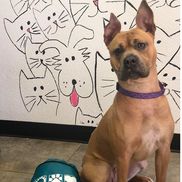 Paws in Motion Dog Walk Fundraiser by Humane Society of Manatee County