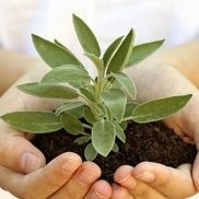 SAGE Center for Gifted, Louisville CO