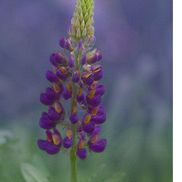 dianevisintainerfineartphotography