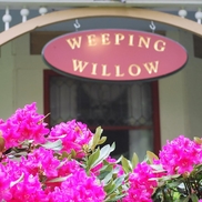 Weeping Willow