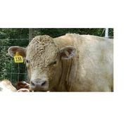 Pine Alley Beefalo Trace Ranch