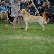 candy acres labradors