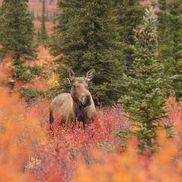 Hatcher Photography, Glennallen AK