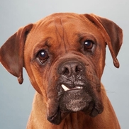 Studio Animal Services