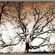 Wise Oak Shamanic Healing LLC