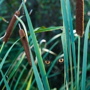 Cattails Photography