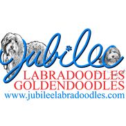 jubilee goldendoodles