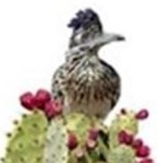 Roadrunner Ceramics