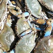Cape Charles Happenings
