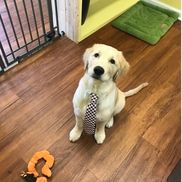 Dragonfly Dog Spa and Barktique