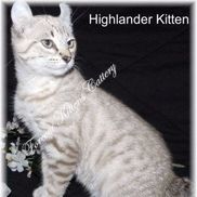 Forever Kittens Cattery