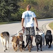 Pack Life K-9 Behavior Solutions