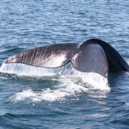 Top of The Island Boat Tours