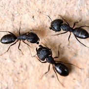 Pine Tree Pest Solutions