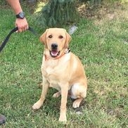 Labrador Retrievers German Shorthaired Pointers By Whiterobin