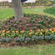 Manicured Landscapes, Jersey Village TX