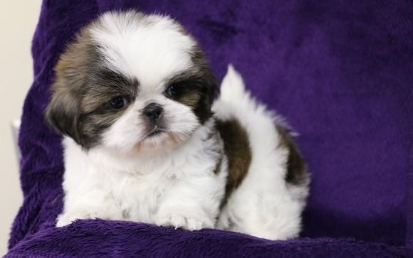 Lil Cutie Shih Tzus by Lil Cutie Shih Tzus in Glenwood Area - Alignable