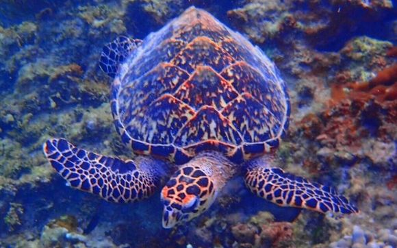 Snorkeling By Culebra Casita Tropical Guesthouse In Culebra Pr