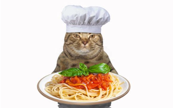 Can cats eat macaroni best sale