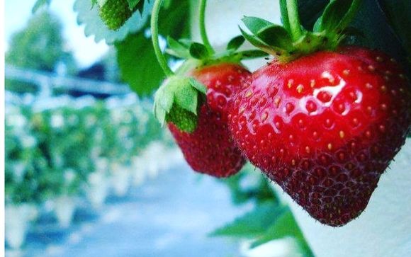 Opening New Season By Strawberry Fields Hydroponic Farm In Auburn Ny Alignable,Reglazing Bathtub Cost