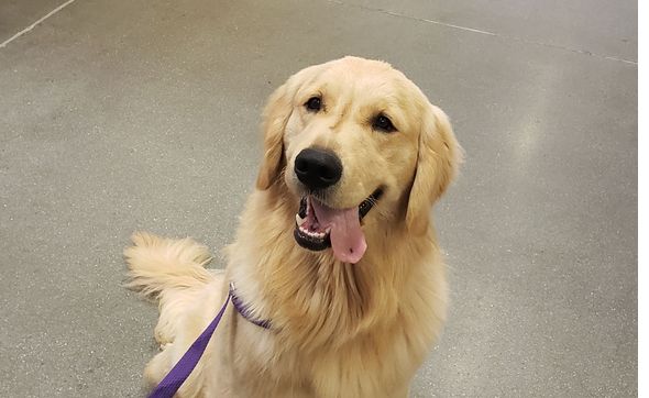 puppy training academy