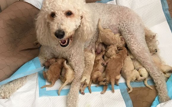 F2 goldendoodle hot sale puppies