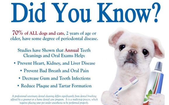 Dental health month promotion by Panorama Village Animal Hospital in ...