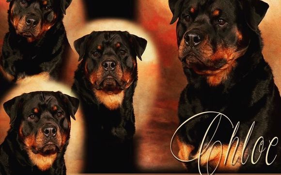 rodsden rottweilers