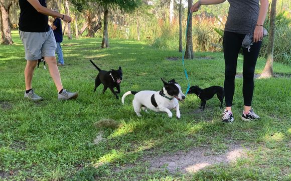 Saturday morning dog pack walk by Seminole Heights Dog Pack in Tampa ...