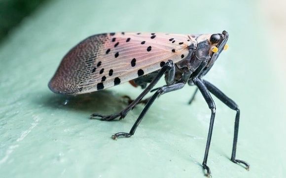 Spotted Lanternfly Q&a- Presented By: Penn State Bucks County Master 