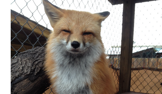 Holiday Market At Back To Nature Wildlife Refuge By Back To Nature Wildlife Inc In Orlando Fl Alignable