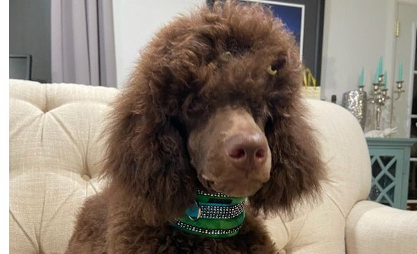 Coplar creek hot sale standard poodles