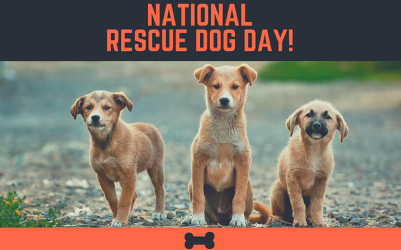 National Rescue Dog Day! by New Hope Animal Hospital in Rogers, AR -  Alignable