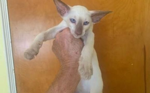 Siamese Kittens  with Clowntown Cattery Inc