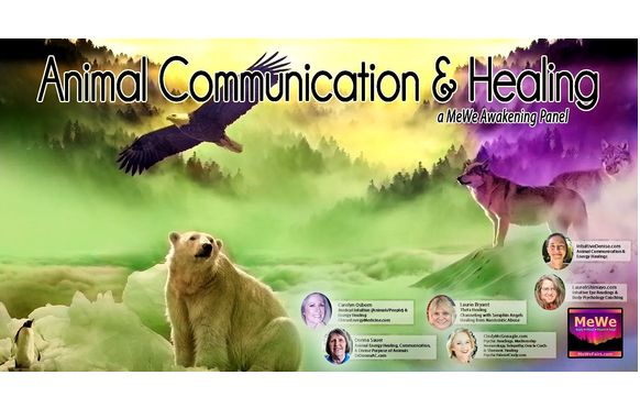 Animal Communication & Healing, a Free MeWe Awakening Panel by Intuitive  Eye Reader, MeWe Mind-Body-Heart-Soul Fairs, ThriveWise Coaching &  Consulting in Lynnwood, WA - Alignable