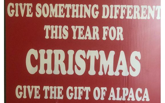 Christmas shopping at The Farm with Silver Fox farm Alpacas