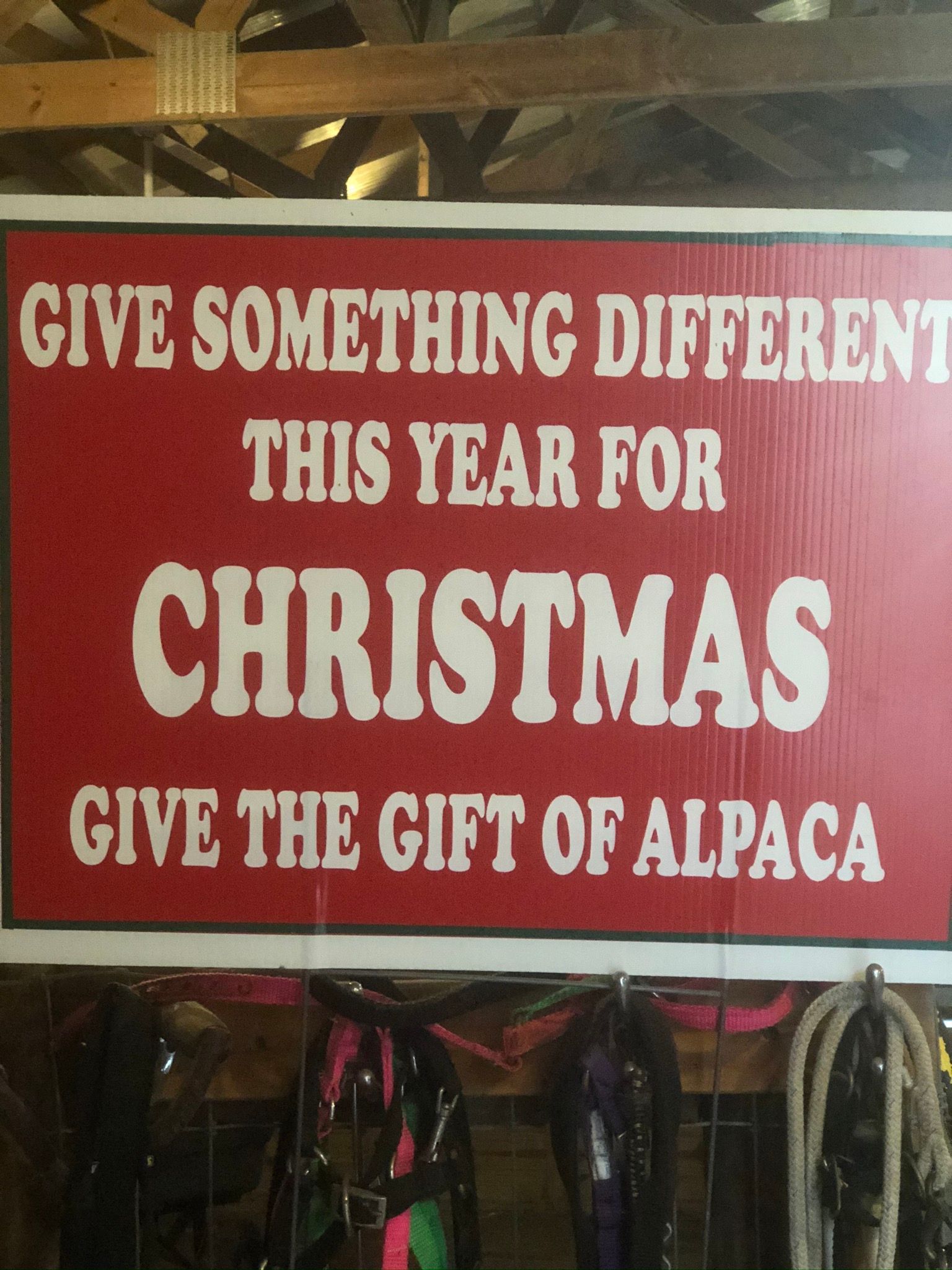 Christmas shopping at The Farm with Silver Fox farm Alpacas