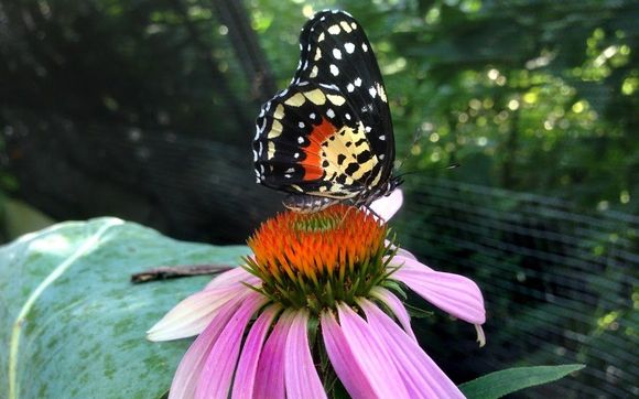 Native Texas Butterfly House & Garden with Heard Natural Science Museum & Wildlife Sanctuary