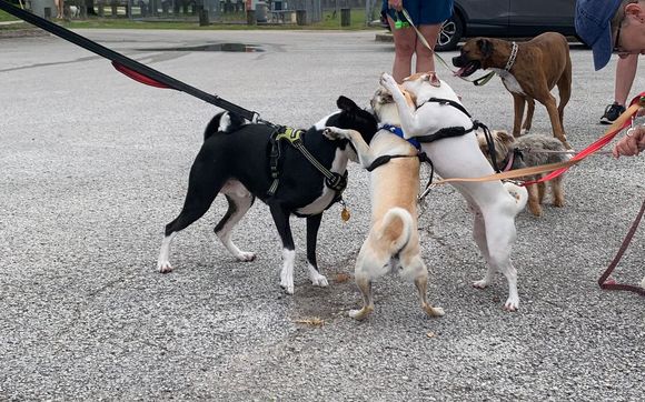 Saturday Morning Dog Pack Walk by Seminole Heights Dog Pack in Tampa ...