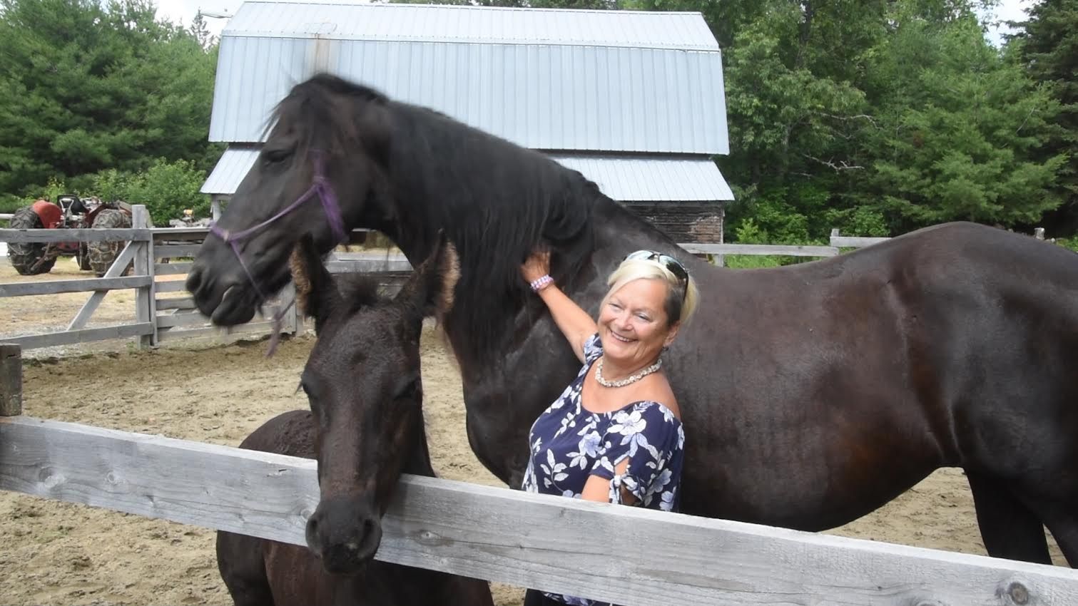 10% off Price for Channeling with Horses  with Lise Pratte Business coach