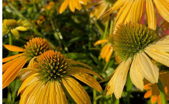 Fall Date Night By Dutch Touch Greenhouse In Theresa Area Alignable
