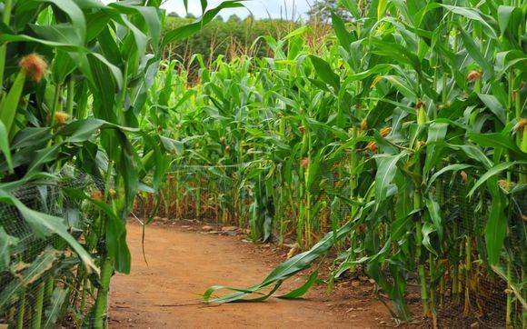 Corn Maze At Lyman Orchards By Lyman Orchards Golf Course 1741 Pub 