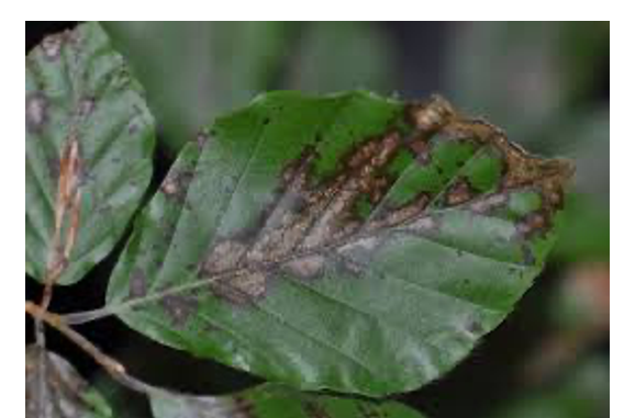 What’s Killing Our Beech Trees? by Bio Tech Pest Controls LLC in ...
