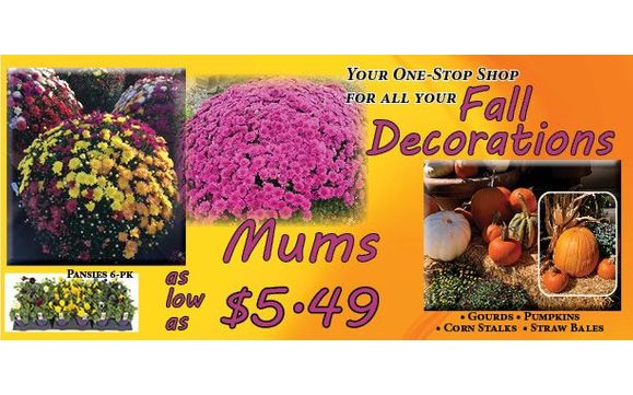 Mums as low at $5.49 by Full Features Nursery in Smithville, MO - Alignable